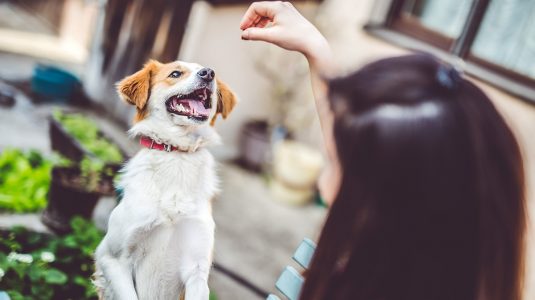 Young woman playing with her dog in backyard