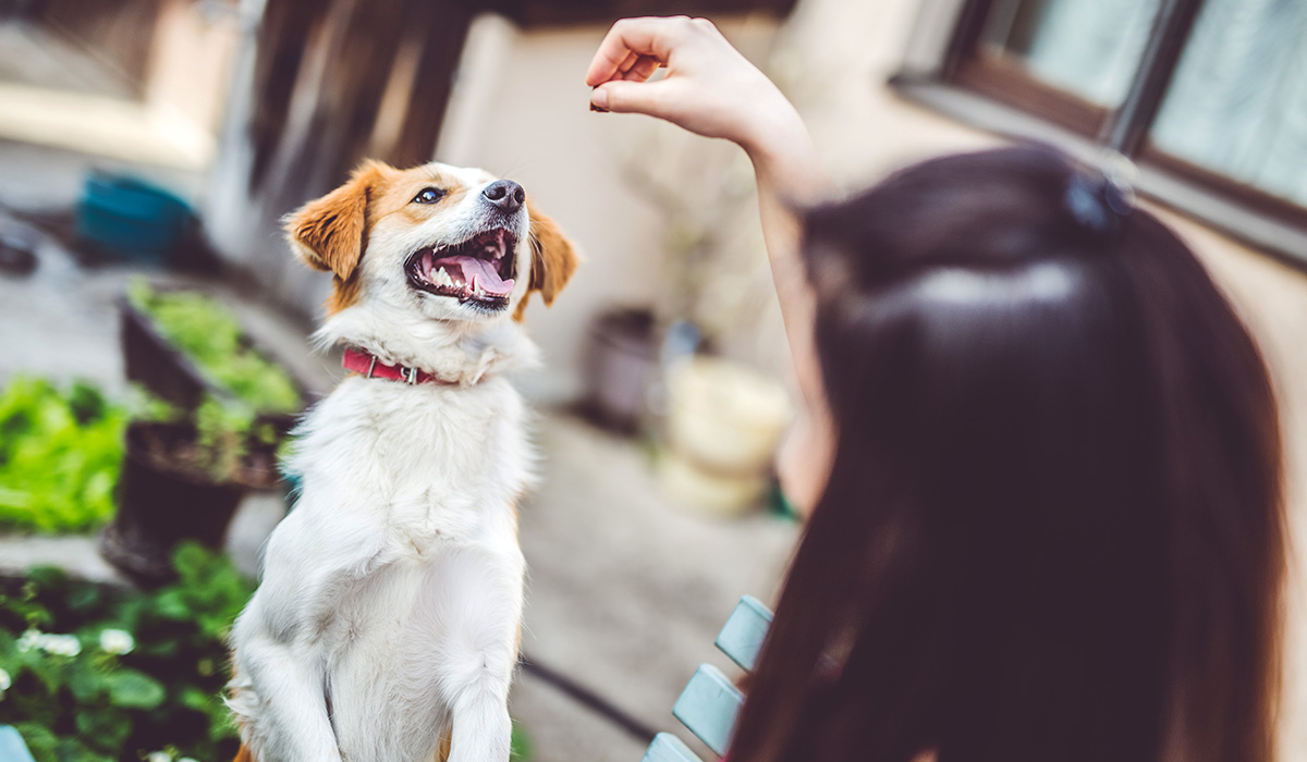Young woman playing with her dog in backyard