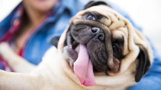 A person holding a pug with a tongue hanging out sideways