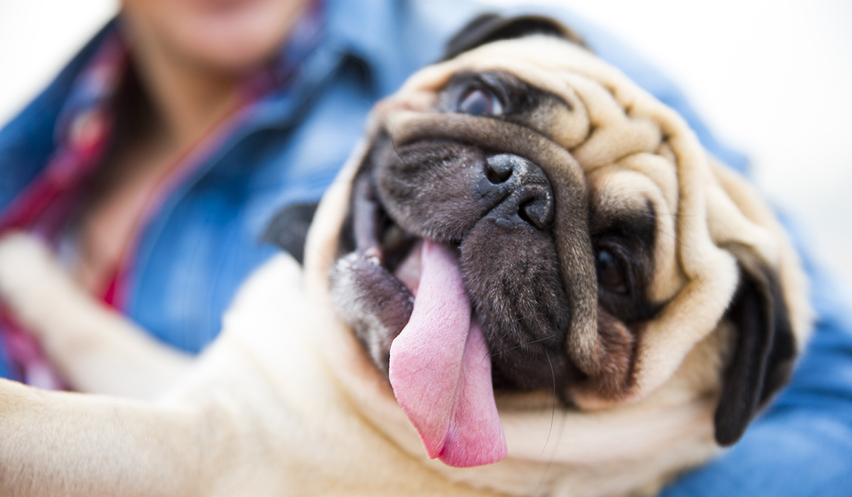 A person holding a pug with a tongue hanging out sideways
