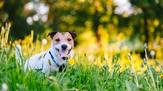 A happy Jack Russell Terrier on a green grass lawn with yellow flowers