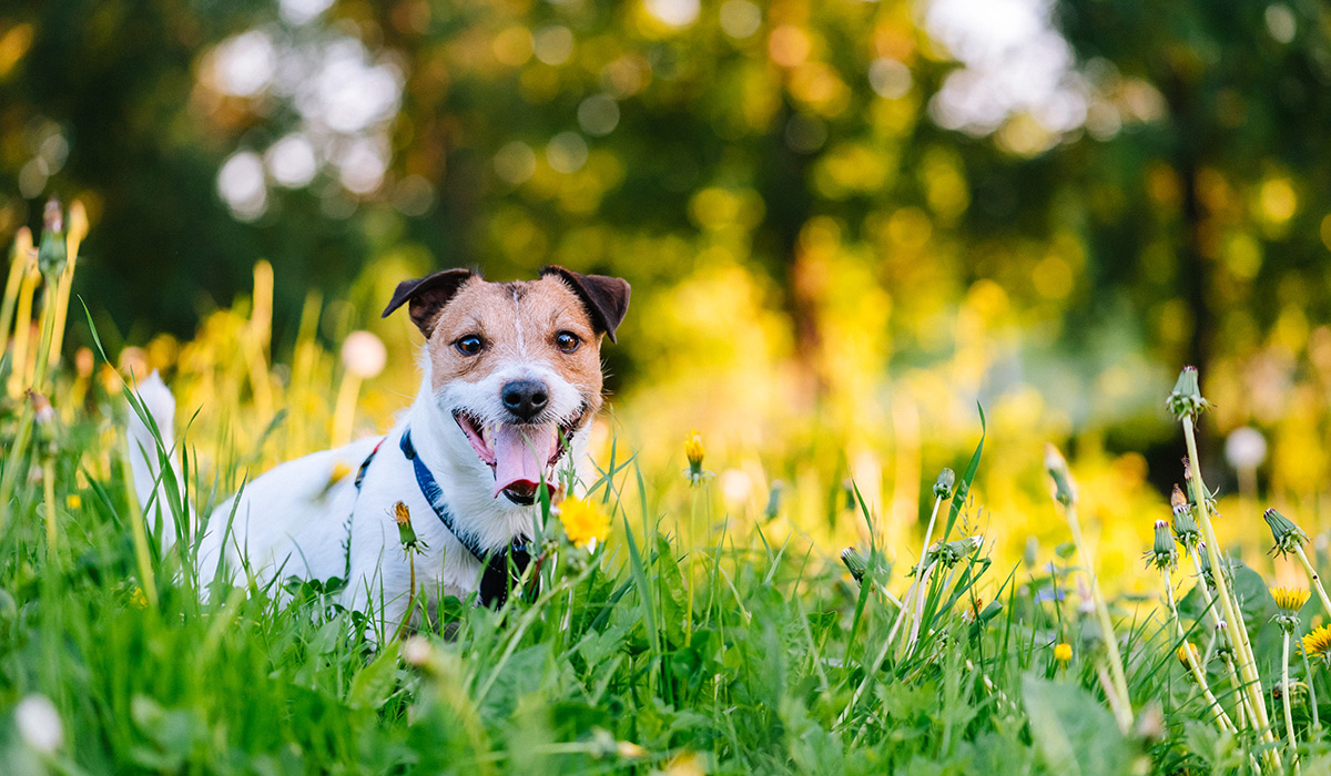 A happy Jack Russell Terrier on a green grass lawn with yellow flowers
