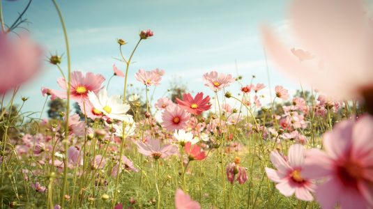 blossoming cosmos flowers