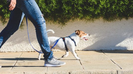 A cute little Jack Russell Terrier happily walking with his owner