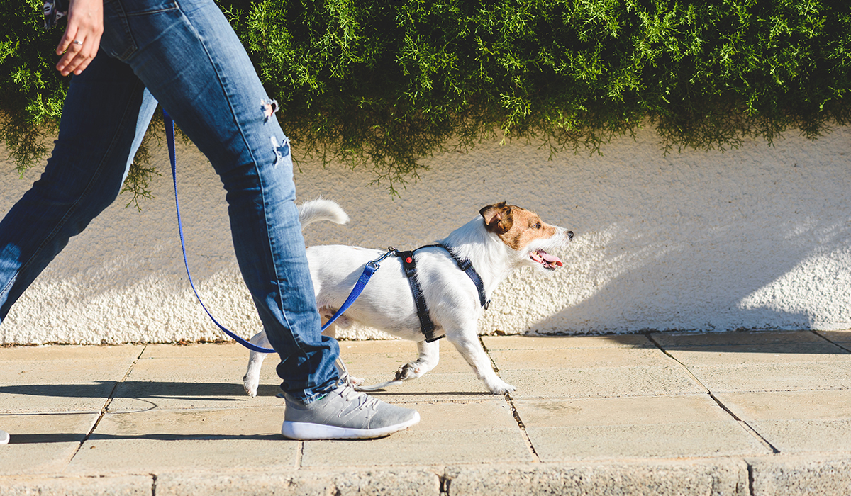 A cute little Jack Russell Terrier happily walking with his owner