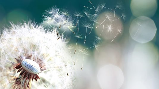 Dandelion seeds