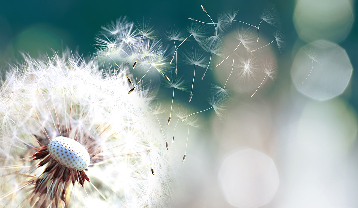Dandelion seeds