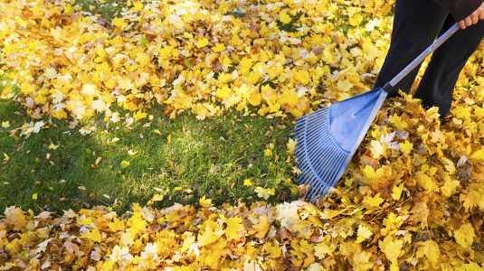 A person raking leaves on the yard