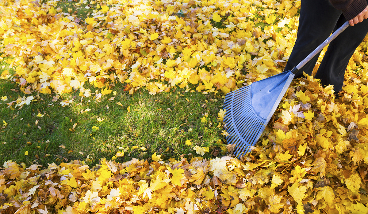 Rake leaves in the autumn. Грабли для листвы. Уборка листьев в саду. Дворник осенью. Грести листья.
