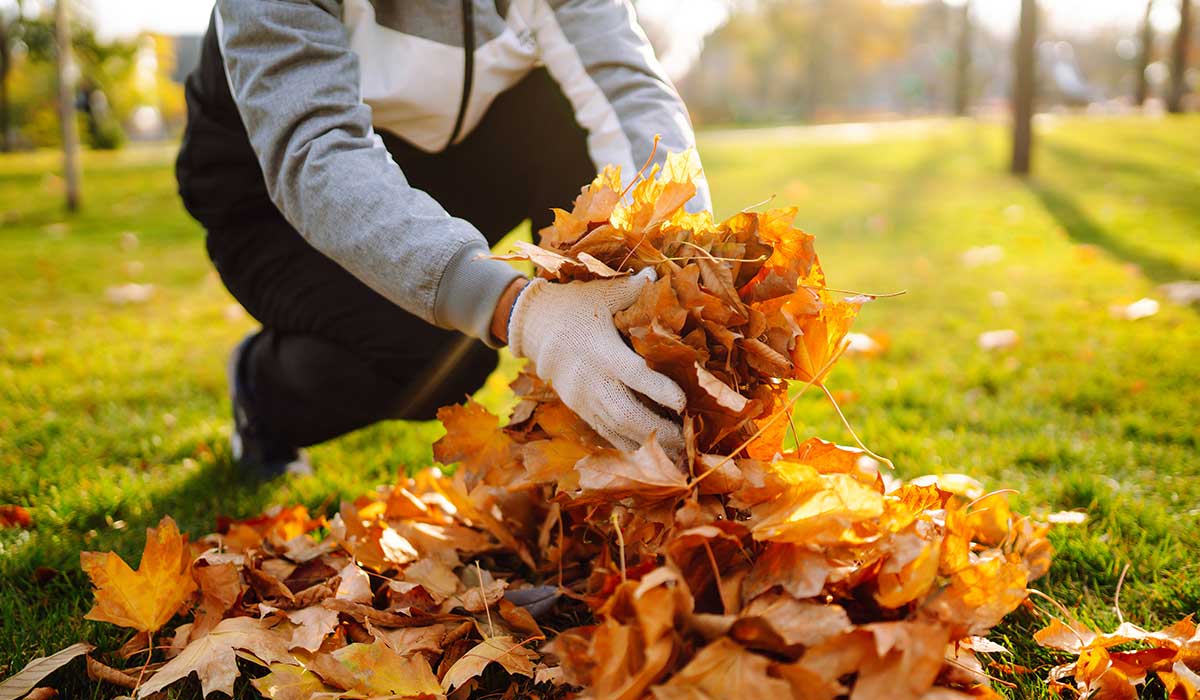 What Triggers Leaves To Fall